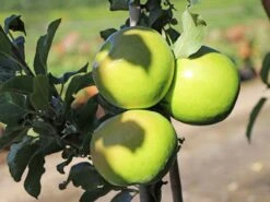 Säulenapfel 'Greencats' ®