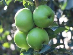 Säulenapfel 'Greencats' ® -Günstiges Erd Seele Geschäft saeulenapfel greencats m046446 w 3