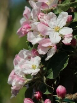 Säulenapfel 'Greencats' ® -Günstiges Erd Seele Geschäft saeulenapfel greencats m046446 w 4