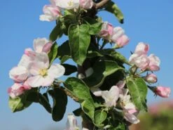 Säulenapfel 'Greencats' ® -Günstiges Erd Seele Geschäft saeulenapfel greencats m046446 w 5