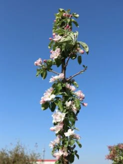 Säulenapfel 'Greencats' ® -Günstiges Erd Seele Geschäft saeulenapfel greencats m046446 w 6