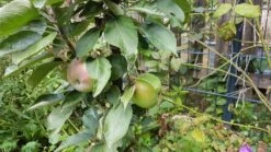 Säulenapfel 'Red River' ® -Günstiges Erd Seele Geschäft saeulenapfel red river m006368 924596 0