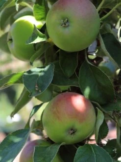 Säulenapfel 'Red River' ® -Günstiges Erd Seele Geschäft saeulenapfel red river m006368 w 0