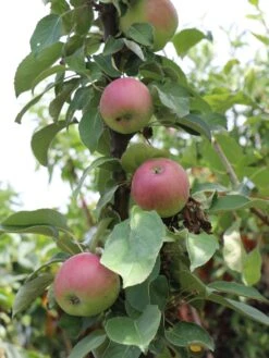 Säulenapfel 'Red River' ® -Günstiges Erd Seele Geschäft saeulenapfel red river m006368 w 1