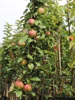 Säulenapfel 'Red River' ® -Günstiges Erd Seele Geschäft saeulenapfel red river m006368 w 2