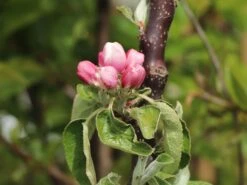 Säulenapfel 'Red River' ® -Günstiges Erd Seele Geschäft saeulenapfel red river m006368 w 7