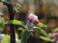 Säulenapfel 'Redcats' -Günstiges Erd Seele Geschäft saeulenapfel redcats m046457 w 0 1