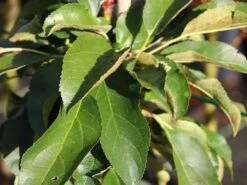 Säulenapfel 'Redcats' -Günstiges Erd Seele Geschäft saeulenapfel redcats m046457 w 0