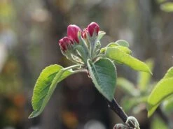 Säulenapfel 'Redcats' -Günstiges Erd Seele Geschäft saeulenapfel redcats m046457 w 1 1