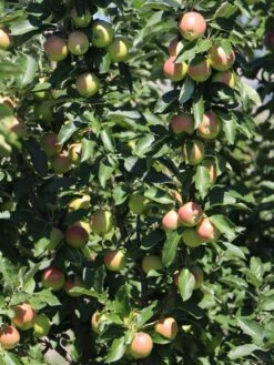 Säulenapfel 'Redcats' -Günstiges Erd Seele Geschäft saeulenapfel redcats m046457 w 1