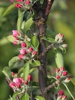 Säulenapfel 'Redcats' -Günstiges Erd Seele Geschäft saeulenapfel redcats m046457 w 2 1