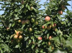 Säulenapfel 'Redcats' -Günstiges Erd Seele Geschäft saeulenapfel redcats m046457 w 2