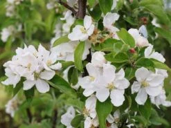 Säulenapfel 'Redcats' -Günstiges Erd Seele Geschäft saeulenapfel redcats m046457 w 3 1