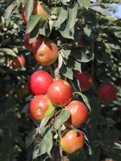 Säulenapfel 'Redcats' -Günstiges Erd Seele Geschäft saeulenapfel redcats m046457 w 3