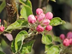 Säulenapfel 'Starcats' (S) -Günstiges Erd Seele Geschäft saeulenapfel starcats s m046454 w 3