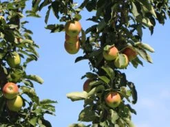 Säulenapfel 'Suncats'