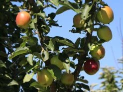 Säulenapfel 'Suncats' -Günstiges Erd Seele Geschäft saeulenapfel suncats m046453 w 0 1