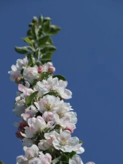 Säulenapfel 'Suncats' -Günstiges Erd Seele Geschäft saeulenapfel suncats m046453 w 0