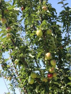 Säulenapfel 'Suncats' -Günstiges Erd Seele Geschäft saeulenapfel suncats m046453 w 1 1