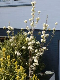 Säulenbirne 'Decora' -Günstiges Erd Seele Geschäft saeulenbirne decora m008999 w 1