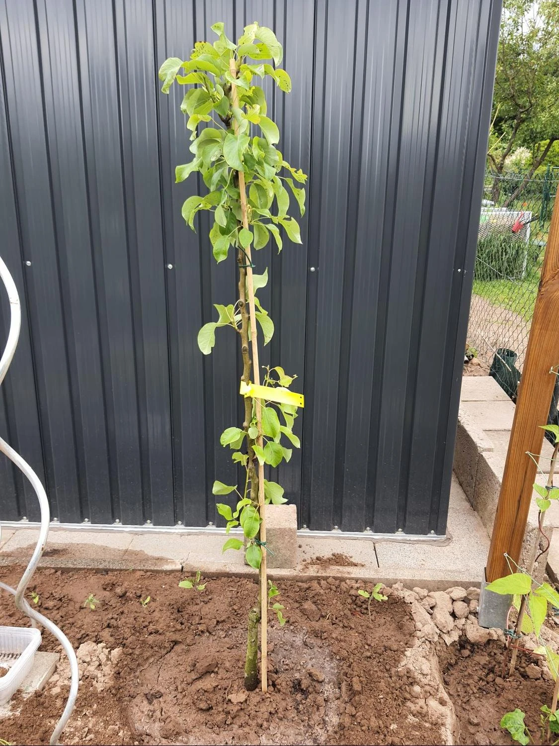 Säulenbirne 'Saphira' 4 Säulenbirne 'Saphira' – Bild 2