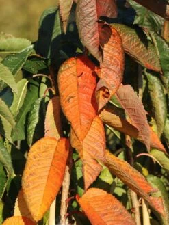 Säulenkirsche 'Sylvia' -Günstiges Erd Seele Geschäft saeulenkirsche sylvia m006372 w 2