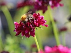 Samt-Skabiose 'Barocca' / Samt-Grindkraut 'Barocca' 15 Samt-Skabiose 'Barocca' / Samt-Grindkraut 'Barocca' -Günstiges Erd Seele Geschäft samt skabiose barocca samt grindkraut barocca m055693 w 0