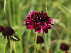 Samt-Skabiose 'Barocca' / Samt-Grindkraut 'Barocca' 12 Samt-Skabiose 'Barocca' / Samt-Grindkraut 'Barocca' -Günstiges Erd Seele Geschäft samt skabiose barocca samt grindkraut barocca m055693 w 1