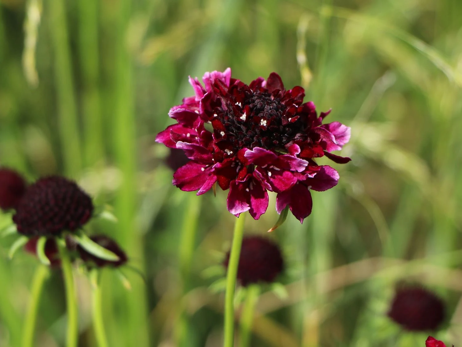 Samt-Skabiose 'Barocca' / Samt-Grindkraut 'Barocca' 5 Samt-Skabiose 'Barocca' / Samt-Grindkraut 'Barocca' – Bild 3