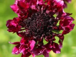 Samt-Skabiose 'Barocca' / Samt-Grindkraut 'Barocca' 16 Samt-Skabiose 'Barocca' / Samt-Grindkraut 'Barocca' -Günstiges Erd Seele Geschäft samt skabiose barocca samt grindkraut barocca m055693 w 2