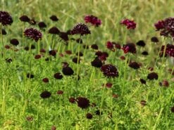 Samt-Skabiose 'Barocca' / Samt-Grindkraut 'Barocca' 14 Samt-Skabiose 'Barocca' / Samt-Grindkraut 'Barocca' -Günstiges Erd Seele Geschäft samt skabiose barocca samt grindkraut barocca m055693 w 3