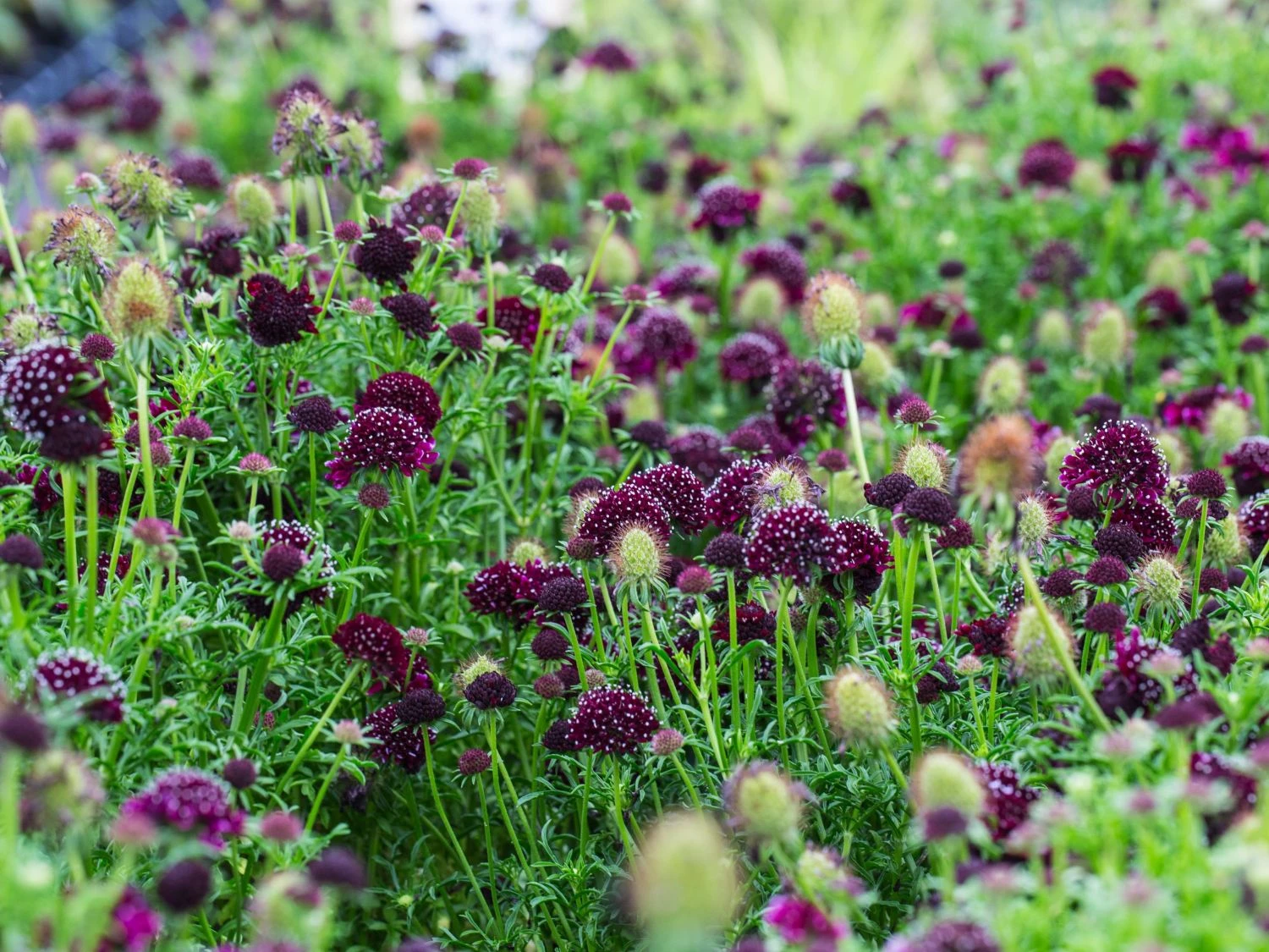 Samt-Skabiose 'Barocca' / Samt-Grindkraut 'Barocca' 10 Samt-Skabiose 'Barocca' / Samt-Grindkraut 'Barocca' – Bild 8