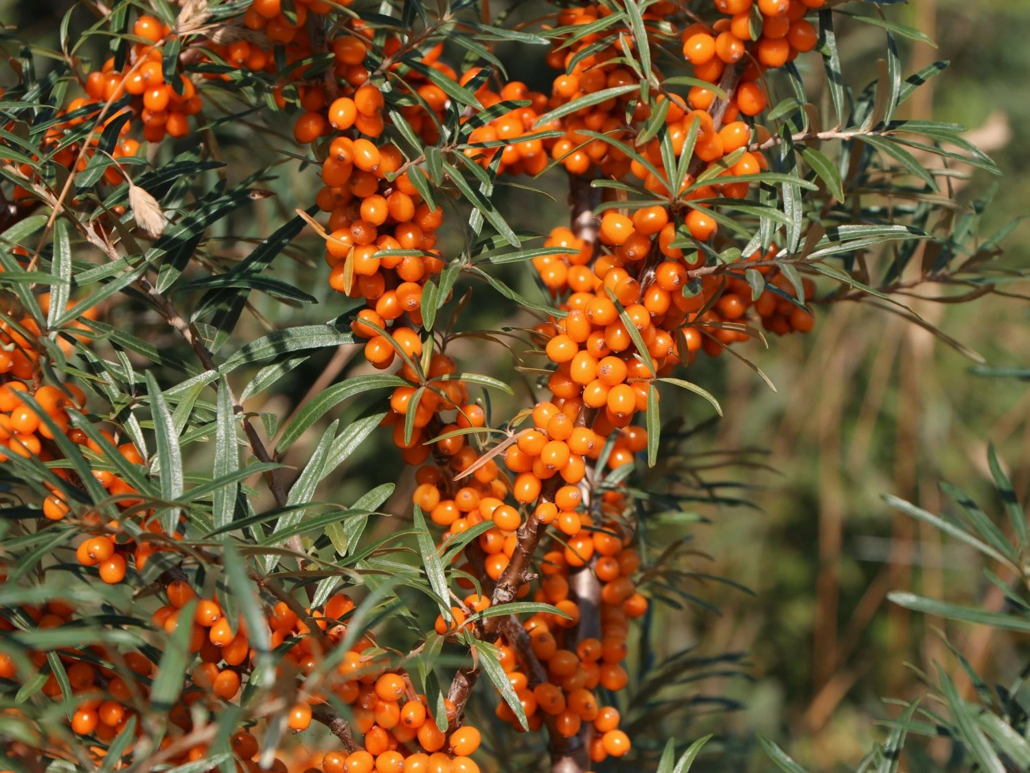 Sanddorn 'Vitaminhochzeit' (m/w) 3 Sanddorn 'Vitaminhochzeit' (m/w)