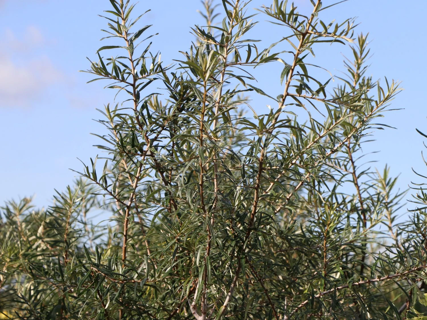 Sanddorn 'Vitaminhochzeit' (m/w) 7 Sanddorn 'Vitaminhochzeit' (m/w) – Bild 5