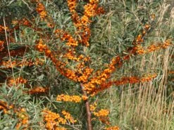 Sanddorn 'Vitaminhochzeit' (m/w) 10 Sanddorn 'Vitaminhochzeit' (m/w) -Günstiges Erd Seele Geschäft sanddorn vitaminhochzeit mw m102194 w 1