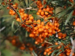 Sanddorn 'Vitaminhochzeit' (m/w) 9 Sanddorn 'Vitaminhochzeit' (m/w) -Günstiges Erd Seele Geschäft sanddorn vitaminhochzeit mw m102194 w 2