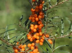 Sanddorn 'Vitaminhochzeit' (m/w) 8 Sanddorn 'Vitaminhochzeit' (m/w) -Günstiges Erd Seele Geschäft sanddorn vitaminhochzeit mw m102194 w 3