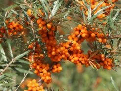 Sanddorn Weiblich 'Askola' (S) -Günstiges Erd Seele Geschäft sanddorn weiblich askola s m011487 w 2