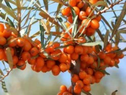 Sanddorn Weiblich 'Askola' (S) -Günstiges Erd Seele Geschäft sanddorn weiblich askola s m011487 w 3