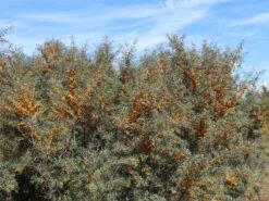 Sanddorn Weiblich 'Frugana' -Günstiges Erd Seele Geschäft sanddorn weiblich frugana m011534 w 0