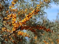 Sanddorn Weiblich 'Frugana' -Günstiges Erd Seele Geschäft sanddorn weiblich frugana m011534 w 1