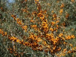 Sanddorn Weiblich 'Frugana' -Günstiges Erd Seele Geschäft sanddorn weiblich frugana m011534 w 2