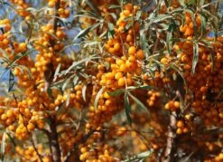 Sanddorn Weiblich 'Frugana' -Günstiges Erd Seele Geschäft sanddorn weiblich frugana m011534 w 3