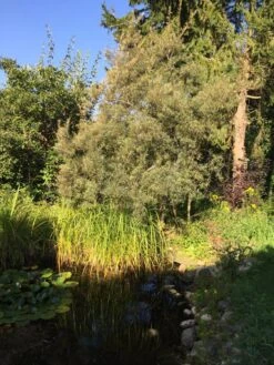 Sanddorn Weiblich 'Hergo' -Günstiges Erd Seele Geschäft sanddorn weiblich hergo m011529 717290 0