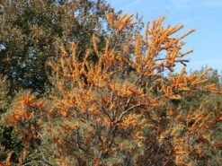 Sanddorn Weiblich 'Hergo' -Günstiges Erd Seele Geschäft sanddorn weiblich hergo m011529 w 0