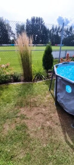 Sandrohr 'Karl Foerster' 35 Sandrohr 'Karl Foerster' -Günstiges Erd Seele Geschäft sandrohr karl foerster m009049 1234722 0