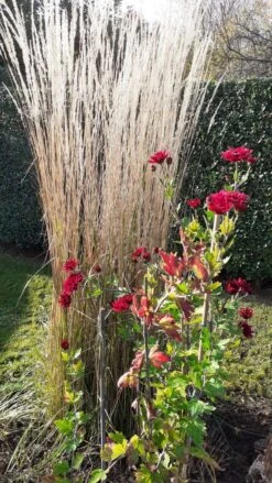 Sandrohr 'Karl Foerster' 38 Sandrohr 'Karl Foerster' -Günstiges Erd Seele Geschäft sandrohr karl foerster m009049 193676 1