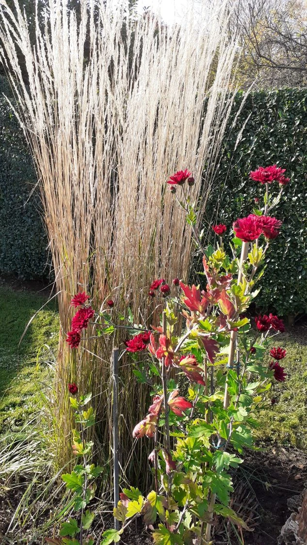 Sandrohr 'Karl Foerster' 19 Sandrohr 'Karl Foerster' – Bild 17