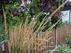 Sandrohr 'Karl Foerster' 36 Sandrohr 'Karl Foerster' -Günstiges Erd Seele Geschäft sandrohr karl foerster m009049 551380 0