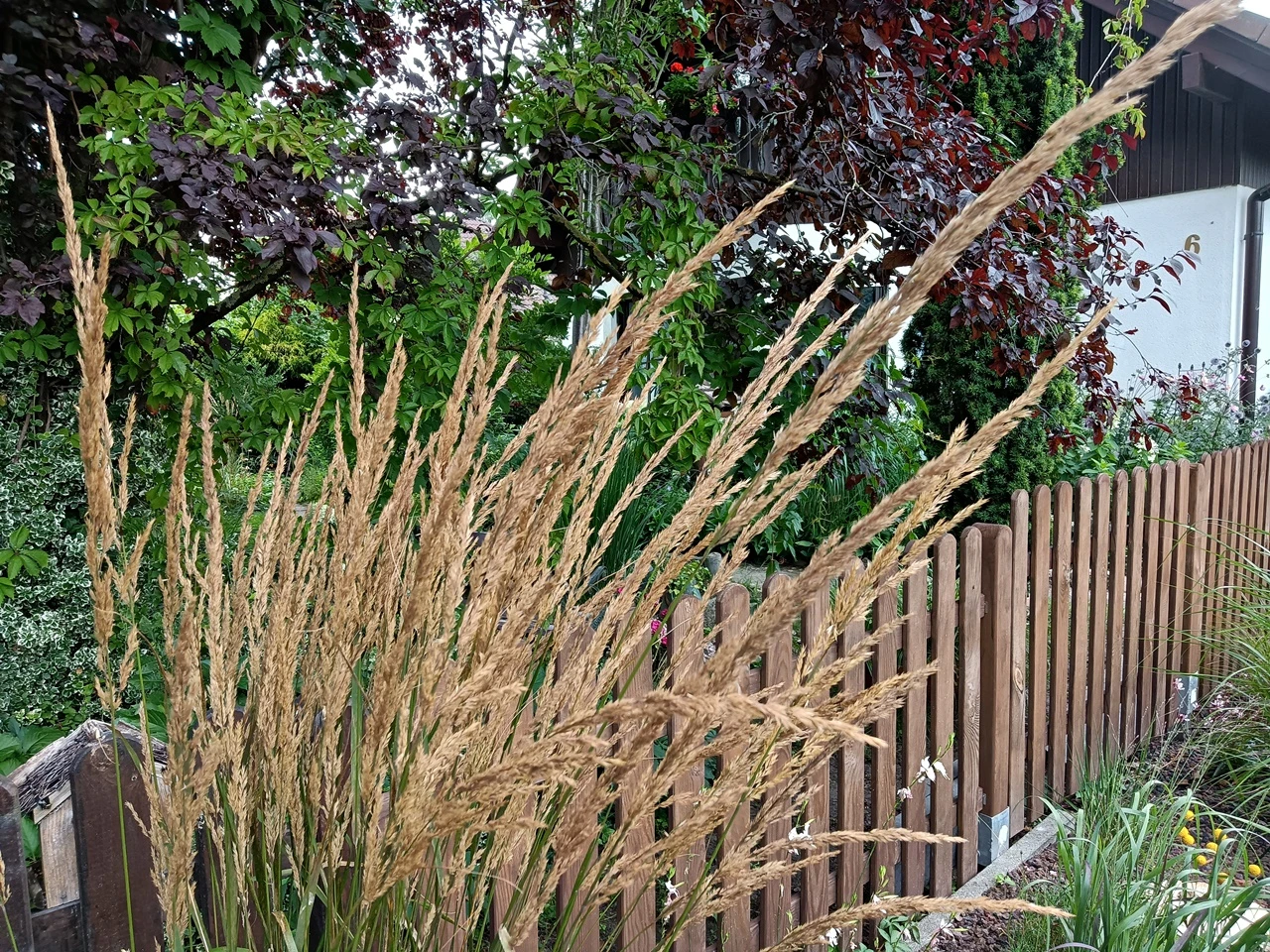 Sandrohr 'Karl Foerster' 17 Sandrohr 'Karl Foerster' – Bild 15